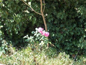 Afrodite Studios Αφροδίτη Ενοικιαζόμενα δωμάτια Πύργοι Θερμής Μυτιλήνη 17