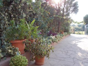 Afrodite Studios Αφροδίτη Ενοικιαζόμενα δωμάτια Πύργοι Θερμής Μυτιλήνη 9