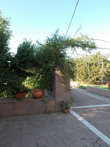 Afrodite Studios Αφροδίτη Ενοικιαζόμενα δωμάτια Πύργοι Θερμής Μυτιλήνη 11